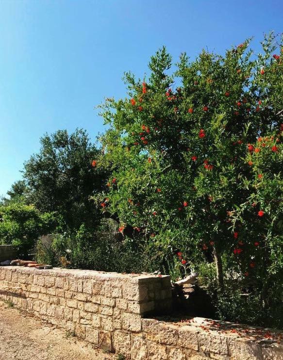 Appartement Faros Oasis à Gdinj Extérieur photo